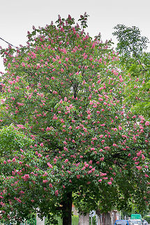 Red horse-chestnut - Aesculus × carnea https://www.jungledragon.com/image/79882/red_horse-chestnut_-_aesculus_carnea.html
https://www.jungledragon.com/image/79880/red_horse-chestnut_-_aesculus_carnea.html Aesculus hybrid,Aesculus × carnea,Bulgaria,Eudicot,Europe,Flowering Plant,Geotagged,Magnoliophyta,Nature,Plantae,Red horse-chestnut,Sapindaceae,Sapindales,Sofia,Spring,Wildlife