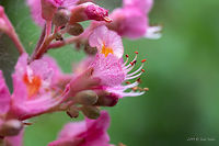 Red horse-chestnut - Aesculus × carnea https://www.jungledragon.com/image/79881/red_horse-chestnut_-_aesculus_carnea.html<br />
https://www.jungledragon.com/image/79880/red_horse-chestnut_-_aesculus_carnea.html Aesculus hybrid,Aesculus × carnea,Bulgaria,Eudicot,Europe,Flowering Plant,Geotagged,Magnoliophyta,Nature,Plantae,Red horse-chestnut,Sapindaceae,Sapindales,Sofia,Spring,Wildlife