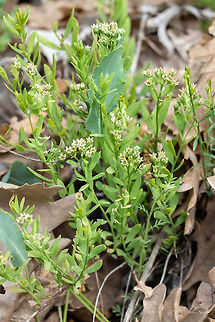 Elegance bastard toadflax
