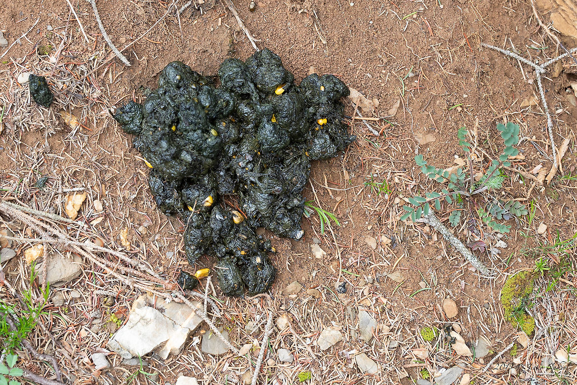 Fresh brown bear feces We spotted these feces on the side of a country road about 500 meters from the village where we were staying.<br />
<figure class="photo"><a href="https://www.jungledragon.com/image/79879/brown_bear_-_ursus_arctos.html" title="Brown bear - Ursus arctos"><img src="https://s3.amazonaws.com/media.jungledragon.com/images/1332/79879_thumb.jpg?AWSAccessKeyId=05GMT0V3GWVNE7GGM1R2&Expires=1769040010&Signature=EF%2FOtyhLeGM41zSFyu%2FL9RbAQvs%3D" width="200" height="134" alt="Brown bear - Ursus arctos https://www.jungledragon.com/image/79903/fresh_brown_bear_feces.html Animal,Animalia,Brown bear,Carnivora,Chordata,Europe,Geotagged,Grizzly bears,Lower Carniola,Mammalia,Nature,Slovenia,Spring,Ursidae,Ursus arctos,Wildlife,mammals" /></a></figure> Animal,Animalia,Brown bear,Carnivora,Chordata,Europe,Geotagged,Grizzly bears,Lower Carniola,Mammalia,Nature,Slovenia,Spring,Ursidae,Ursus arctos,Ursus arctus,Wildlife,mammals