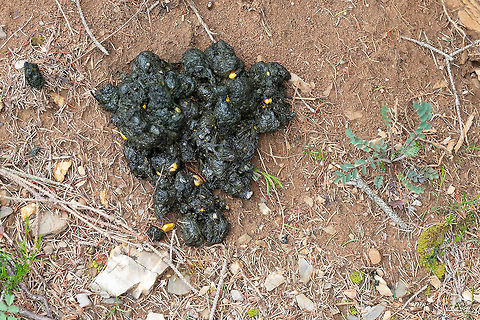 Fresh brown bear feces We spotted these feces on the side of a country road about 500 meters from the village where we were staying.
https://www.jungledragon.com/image/79879/brown_bear_-_ursus_arctos.html Animal,Animalia,Brown bear,Carnivora,Chordata,Europe,Geotagged,Grizzly bears,Lower Carniola,Mammalia,Nature,Slovenia,Spring,Ursidae,Ursus arctos,Ursus arctus,Wildlife,mammals