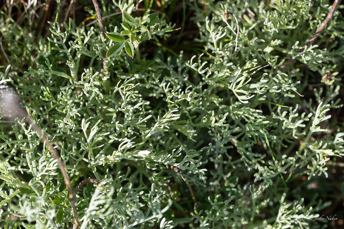 Absinthe wormwood - Artemisia absinthum <figure class="photo"><a href="https://www.jungledragon.com/image/79924/absinthe_wormwood_-_artemisia_absinthum.html" title="Absinthe wormwood - Artemisia absinthum"><img src="https://s3.amazonaws.com/media.jungledragon.com/images/1332/79924_thumb.jpg?AWSAccessKeyId=05GMT0V3GWVNE7GGM1R2&Expires=1759968010&Signature=q3rK9HyZ5eElsR39ieOMkYxdy5U%3D" width="200" height="134" alt="Absinthe wormwood - Artemisia absinthum https://www.jungledragon.com/image/79923/absinthe_wormwood_-_artemisia_absinthum.html Absinthe wormwood,Artemisia absinthium,Asteraceae,Asterales,Bulgaria,Chepan moountain,Eudicot,Europe,Flowering Plant,Geotagged,Magnoliophyta,Nature,Plantae,Spring,Wildflower,Wildlife" /></a></figure> Absinthe wormwood,Artemisia absinthium,Asteraceae,Asterales,Bulgaria,Chepan moountain,Eudicot,Europe,Flowering Plant,Geotagged,Magnoliophyta,Nature,Plantae,Spring,Wildflower,Wildlife