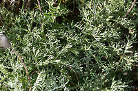 Absinthe wormwood - Artemisia absinthum https://www.jungledragon.com/image/79924/absinthe_wormwood_-_artemisia_absinthum.html Absinthe wormwood,Artemisia absinthium,Asteraceae,Asterales,Bulgaria,Chepan moountain,Eudicot,Europe,Flowering Plant,Geotagged,Magnoliophyta,Nature,Plantae,Spring,Wildflower,Wildlife