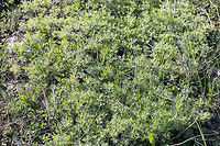 Absinthe wormwood - Artemisia absinthum https://www.jungledragon.com/image/79923/absinthe_wormwood_-_artemisia_absinthum.html Absinthe wormwood,Artemisia absinthium,Asteraceae,Asterales,Bulgaria,Chepan moountain,Eudicot,Europe,Flowering Plant,Geotagged,Magnoliophyta,Nature,Plantae,Spring,Wildflower,Wildlife