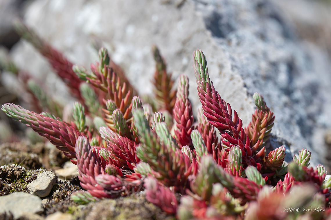 European stonecrop - Sedum ochroleucum  Bulgaria,Chepan moountain,Crassulaceae,Eudicot,Europe,European stonecrop,Flowering Plant,Geotagged,Magnoliophyta,Nature,Plantae,Saxifragales,Sedum ochroleucum,Spring,Stonecrop family,Wildflower,Wildlife