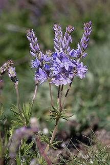 Broadleaf speedwell - Veronica austriaca subsp. jacquinii   Braodleaf speedwell,Bulgaria,Chepan moountain,Eudicot,Europe,Flowering Plant,Geotagged,Lamiales,Magnoliophyta,Nature,Plantae,Plantaginaceae,Spring,Veronica austriaca,Veronica austriaca subsp. jacquinii,Wildflower,Wildlife