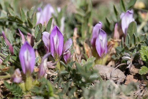 Astragalus wilmottianus