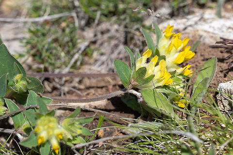 Common kidneyvetch - Anthyllis vulneraria https://www.jungledragon.com/image/79941/common_kidneyvetch_-_anthyllis_vulneraria.html Anthyllis vulneraria,Bulgaria,Chepan moountain,Common kidneyvetch,Eudicot,Europe,Fabaceae,Fabales,Flowering Plant,Geotagged,Magnoliophyta,Nature,Plantae,Spring,Wildflower,Wildlife,Woundwort