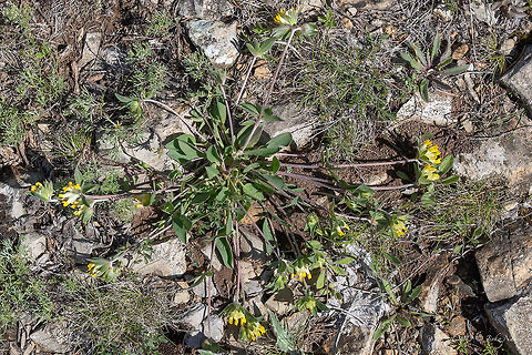 Common kidneyvetch - Anthyllis vulneraria https://www.jungledragon.com/image/79940/common_kidneyvetch_-_anthyllis_vulneraria.html Anthyllis vulneraria,Bulgaria,Chepan moountain,Common kidneyvetch,Eudicot,Europe,Fabaceae,Fabales,Flowering Plant,Geotagged,Magnoliophyta,Nature,Plantae,Spring,Wildflower,Wildlife,Woundwort