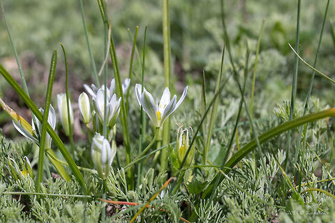Ornithogalum refractum