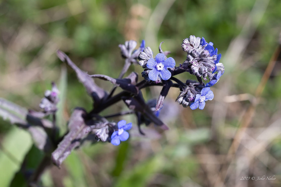 Common bugloss - Anchusa officinalis  Alkanet,Anchusa officinalis,Boraginaceae,Boraginales,Bulgaria,Chepan moountain,Common bugloss,Eudicot,Europe,Flowering Plant,Geotagged,Magnoliophyta,Nature,Plantae,Spring,Wildflower,Wildlife