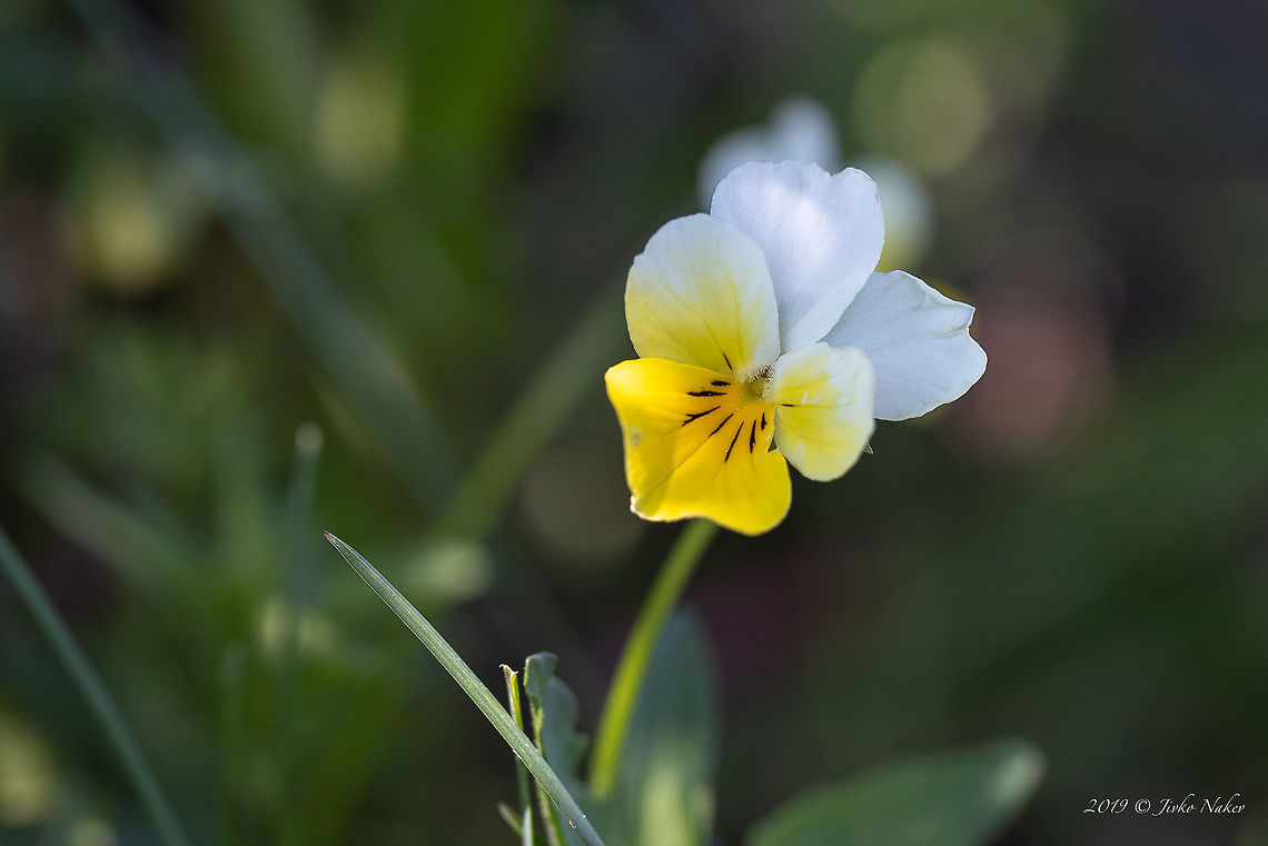 Viola aetolica Balkan endemic species<br />
<figure class="photo"><a href="https://www.jungledragon.com/image/79951/viola_aetolica.html" title="Viola aetolica"><img src="https://s3.amazonaws.com/media.jungledragon.com/images/1332/79951_thumb.jpg?AWSAccessKeyId=05GMT0V3GWVNE7GGM1R2&Expires=1759968010&Signature=mAoRfRUaMn4FJQ0CW2qkcqNN2cA%3D" width="102" height="152" alt="Viola aetolica Balkan endemic species<br />
https://www.jungledragon.com/image/79950/viola_aetolica.html Balkan endemic species,Bulgaria,Eudicot,Europe,Flowering Plant,Geotagged,Magnoliophyta,Malpighiales,Nature,Plantae,Spring,Viola aetolica,Violaceae,Wildflower,Wildlife" /></a></figure> Balkan endemic species,Bulgaria,Eudicot,Europe,Flowering Plant,Geotagged,Magnoliophyta,Malpighiales,Nature,Plantae,Spring,Viola aetolica,Violaceae,Wildflower,Wildlife