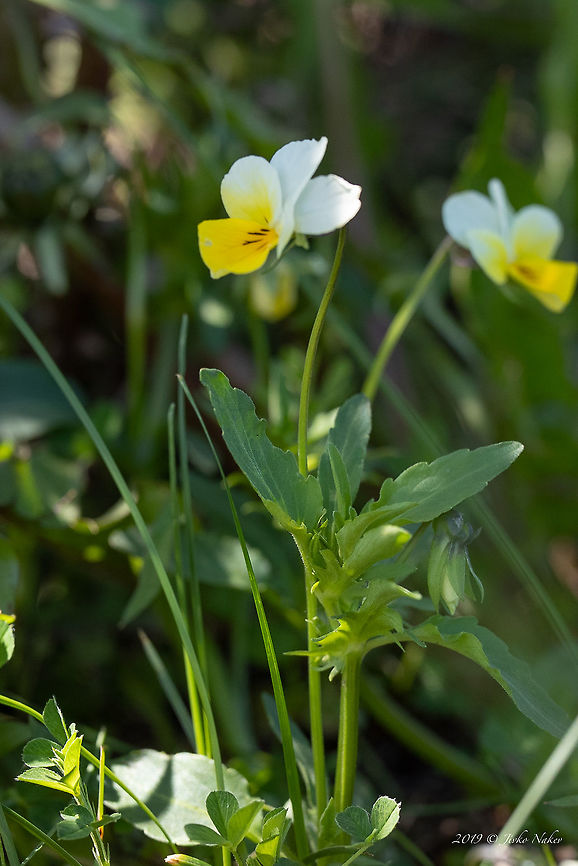 Viola aetolica Balkan endemic species<br />
<figure class="photo"><a href="https://www.jungledragon.com/image/79950/viola_aetolica.html" title="Viola aetolica"><img src="https://s3.amazonaws.com/media.jungledragon.com/images/1332/79950_thumb.jpg?AWSAccessKeyId=05GMT0V3GWVNE7GGM1R2&Expires=1759968010&Signature=bisQyzYWF5CG%2Fj98jxhFLdkQfks%3D" width="200" height="134" alt="Viola aetolica Balkan endemic species<br />
https://www.jungledragon.com/image/79951/viola_aetolica.html Balkan endemic species,Bulgaria,Eudicot,Europe,Flowering Plant,Geotagged,Magnoliophyta,Malpighiales,Nature,Plantae,Spring,Viola aetolica,Violaceae,Wildflower,Wildlife" /></a></figure> Balkan endemic species,Bulgaria,Eudicot,Europe,Flowering Plant,Geotagged,Magnoliophyta,Malpighiales,Nature,Plantae,Spring,Viola aetolica,Violaceae,Wildflower,Wildlife