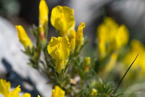 Cytisus jankae Balkan endemic species
https://www.jungledragon.com/image/79957/cytisus_jankae.html Balkan endemic species,Bulgaria,Chamaecytisus jankae,Cytisus jankae,Eudicot,Europe,Fabaceae,Fabales,Flowering Plant,Geotagged,Magnoliophyta,Nature,Plantae,Spring,Wildflower,Wildlife