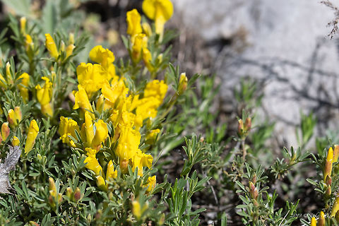 Cytisus jankae