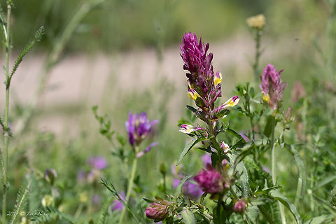 Field cow-wheat - Melampyrum arvense  Bulgaria,Eudicot,Field Cow-wheat,Field cow-wheat,Flowering Plant,Geotagged,Lamiales,Magnoliophyta,Melampyrum arvense,Nature,Orobanchaceae,Plantae,Spring,Wildlife
