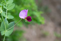 Purple podded pea - Pisum sativum subsp. elatius https://www.jungledragon.com/image/80214/purple_podded_pea_-_pisum_sativum_subsp._elatius.html Bulgaria,Eudicot,Europe,Fabaceae,Fabales,Flowering Plant,Geotagged,Magnoliophyta,Nature,Pisum sativum subsp. elatius,Plantae,Purple podded pea,Rhodope mountains,Spring,Wildflower,Wildlife