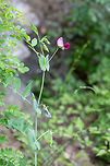 Purple podded pea - Pisum sativum subsp. elatius https://www.jungledragon.com/image/80213/purple_podded_pea_-_pisum_sativum_subsp._elatius.html Bulgaria,Eudicot,Europe,Fabaceae,Fabales,Flowering Plant,Geotagged,Magnoliophyta,Nature,Pisum sativum subsp. elatius,Plantae,Purple podded pea,Rhodope mountains,Spring,Wildflower,Wildlife