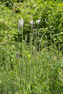 Ribwort plantain, Narrowleaf plantain - Plantago lanceolata https://www.jungledragon.com/image/80224/ribwort_plantain_narrowleaf_plantain_-_plantago_lanceolata.html Bulgaria,Eudicot,Europe,Flowering Plant,Geotagged,Lamiales,Magnoliophyta,Narrowleaf plantain,Nature,Pernik,Plantae,Plantaginaceae,Plantago lanceolata,Ribwort Plantain,Ribwort plantain,Spring,Wildflower,Wildlife