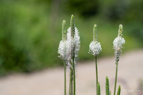 Ribwort plantain, Narrowleaf plantain - Plantago lanceolata https://www.jungledragon.com/image/80223/ribwort_plantain_narrowleaf_plantain_-_plantago_lanceolata.html Bulgaria,Eudicot,Europe,Flowering Plant,Geotagged,Lamiales,Magnoliophyta,Narrowleaf plantain,Nature,Pernik,Plantae,Plantaginaceae,Plantago lanceolata,Ribwort Plantain,Ribwort plantain,Spring,Wildflower,Wildlife