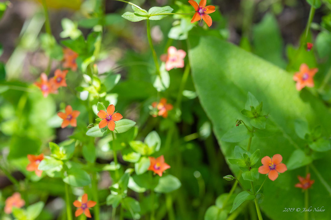 Red pimpernel - Anagallis arvensis Lysimachia arvensis subsp. arvensis Anagallis arvensis,Bulgaria,Ericales,Eudicot,Flowering Plant,Geotagged,Lysimachia arvensis subsp. arvensis,Magnoliophyta,Nature,Plantae,Primulaceae,Red chickweed,Red pimpernel,Scarlet pimpernel,Spring,Wildlife