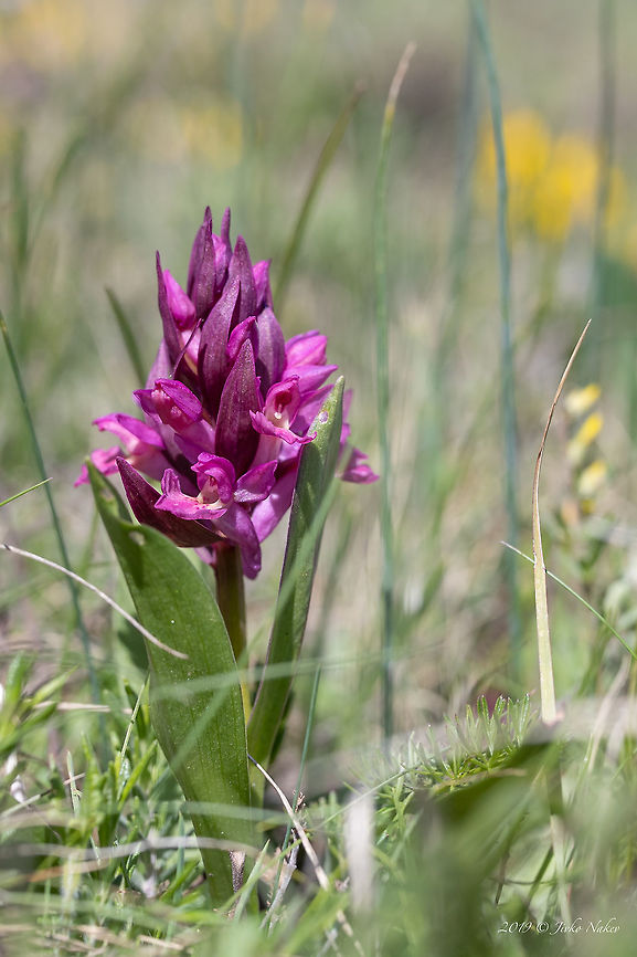 Red Elder-flowered orchid - Dactylorhiza sambucina <figure class="photo"><a href="https://www.jungledragon.com/image/80313/white_elder-flowered_orchid_-_dactylorhiza_sambucina.html" title="White Elder-flowered orchid - Dactylorhiza sambucina"><img src="https://s3.amazonaws.com/media.jungledragon.com/images/1332/80313_thumb.jpg?AWSAccessKeyId=05GMT0V3GWVNE7GGM1R2&Expires=1759968010&Signature=2vJ7EV2HimaGRBO28lfzSBi3NWM%3D" width="102" height="152" alt="White Elder-flowered orchid - Dactylorhiza sambucina https://www.jungledragon.com/image/80312/red_elder-flowered_orchid_-_dactylorhiza_sambucina.html Asparagales,Bulgaria,Dactylorhiza sambucina,Elder-flowered Orchid,Elder-flowered orchid,Europe,Flowering Plant,Geotagged,Magnoliophyta,Monocot,Nature,Orchidaceae,Plantae,Spring,Wildflower,Wildlife" /></a></figure> Asparagales,Bulgaria,Dactylorhiza sambucina,Elder-flowered Orchid,Elder-flowered orchid,Europe,Flowering Plant,Geotagged,Magnoliophyta,Monocot,Nature,Orchidaceae,Plantae,Spring,Wildflower,Wildlife