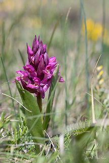 Red Elder-flowered orchid - Dactylorhiza sambucina https://www.jungledragon.com/image/80313/white_elder-flowered_orchid_-_dactylorhiza_sambucina.html Asparagales,Bulgaria,Dactylorhiza sambucina,Elder-flowered Orchid,Elder-flowered orchid,Europe,Flowering Plant,Geotagged,Magnoliophyta,Monocot,Nature,Orchidaceae,Plantae,Spring,Wildflower,Wildlife