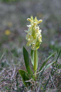White Elder-flowered orchid - Dactylorhiza sambucina https://www.jungledragon.com/image/80312/red_elder-flowered_orchid_-_dactylorhiza_sambucina.html Asparagales,Bulgaria,Dactylorhiza sambucina,Elder-flowered Orchid,Elder-flowered orchid,Europe,Flowering Plant,Geotagged,Magnoliophyta,Monocot,Nature,Orchidaceae,Plantae,Spring,Wildflower,Wildlife