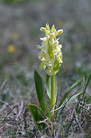 White Elder-flowered orchid - Dactylorhiza sambucina https://www.jungledragon.com/image/80312/red_elder-flowered_orchid_-_dactylorhiza_sambucina.html Asparagales,Bulgaria,Dactylorhiza sambucina,Elder-flowered Orchid,Elder-flowered orchid,Europe,Flowering Plant,Geotagged,Magnoliophyta,Monocot,Nature,Orchidaceae,Plantae,Spring,Wildflower,Wildlife