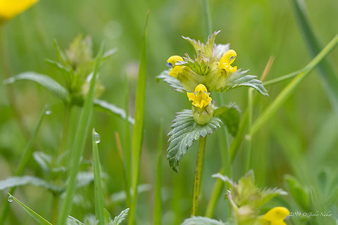Yellow rattle - Rhinanthus minor  Cockscomb,Eudicot,Europe,Flowering Plant,Geotagged,Hayrattle,Lamiales,Lower Carniola,Magnoliophyta,Nature,Orobanchaceae,Plantae,Rhinanthus minor,Slovenia,Spring,Wildflower,Wildlife,Yellow rattle