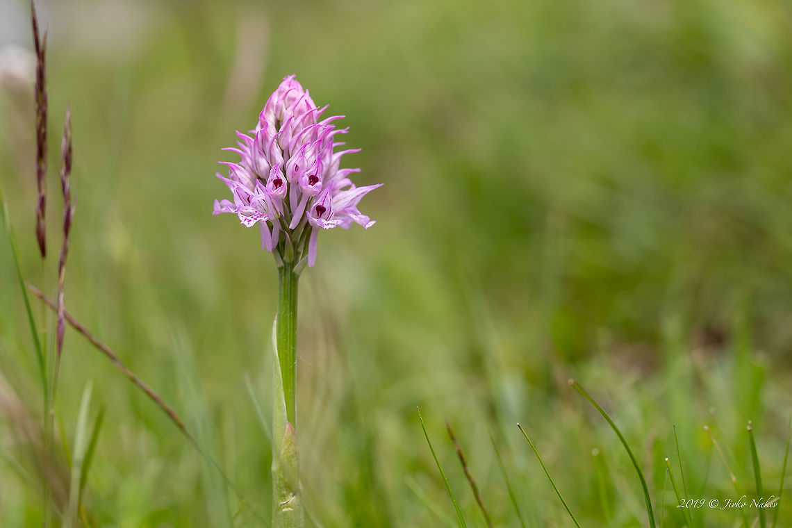 Three-toothed orchid - Neotinea tridentata  Asparagales,Europe,Flowering Plant,Geotagged,Lower Carniola,Magnoliophyta,Monocot,Nature,Neotinea tridentata,Orchidaceae,Orchis tridentata,Plantae,Slovenia,Spring,Three-toothed orchid,Wildflower,Wildlife