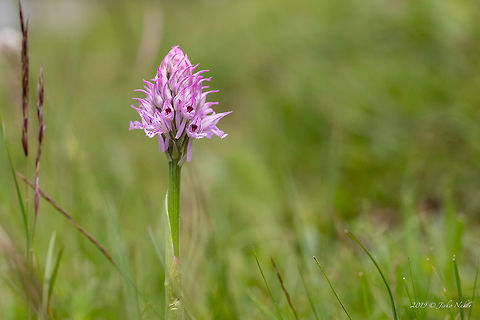 Three-toothed orchid - Neotinea tridentata  Asparagales,Europe,Flowering Plant,Geotagged,Lower Carniola,Magnoliophyta,Monocot,Nature,Neotinea tridentata,Orchidaceae,Orchis tridentata,Plantae,Slovenia,Spring,Three-toothed orchid,Wildflower,Wildlife