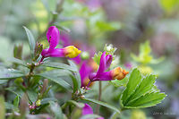 Shrubby milkwort - Polygala chamaebuxus https://www.jungledragon.com/image/80419/shrubby_milkwort_-_polygala_chamaebuxus.html Eudicot,Europe,Fabales,Flowering Plant,Geotagged,Lower Carniola,Magnoliophyta,Nature,Plantae,Polygala chamaebuxus,Polygalaceae,Shrubby milkwort,Slovenia,Spring,Wildflower,Wildlife