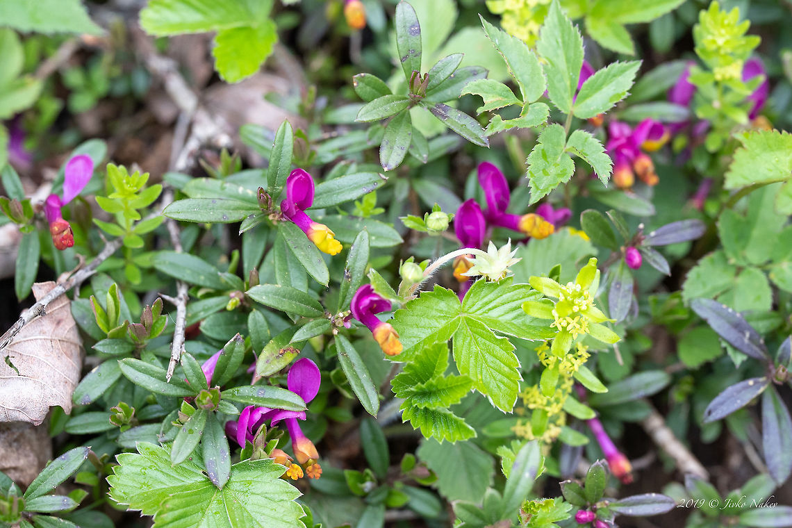 Shrubby milkwort - Polygala chamaebuxus <figure class="photo"><a href="https://www.jungledragon.com/image/80418/shrubby_milkwort_-_polygala_chamaebuxus.html" title="Shrubby milkwort - Polygala chamaebuxus"><img src="https://s3.amazonaws.com/media.jungledragon.com/images/1332/80418_thumb.jpg?AWSAccessKeyId=05GMT0V3GWVNE7GGM1R2&Expires=1769040010&Signature=dpBXsgMxzcLDQLH8F2Nc%2B2YL6Ug%3D" width="200" height="134" alt="Shrubby milkwort - Polygala chamaebuxus https://www.jungledragon.com/image/80419/shrubby_milkwort_-_polygala_chamaebuxus.html Eudicot,Europe,Fabales,Flowering Plant,Geotagged,Lower Carniola,Magnoliophyta,Nature,Plantae,Polygala chamaebuxus,Polygalaceae,Shrubby milkwort,Slovenia,Spring,Wildflower,Wildlife" /></a></figure> Eudicot,Europe,Fabales,Flowering Plant,Geotagged,Lower Carniola,Magnoliophyta,Nature,Plantae,Polygala chamaebuxus,Polygalaceae,Shrubby milkwort,Slovenia,Spring,Wildflower,Wildlife