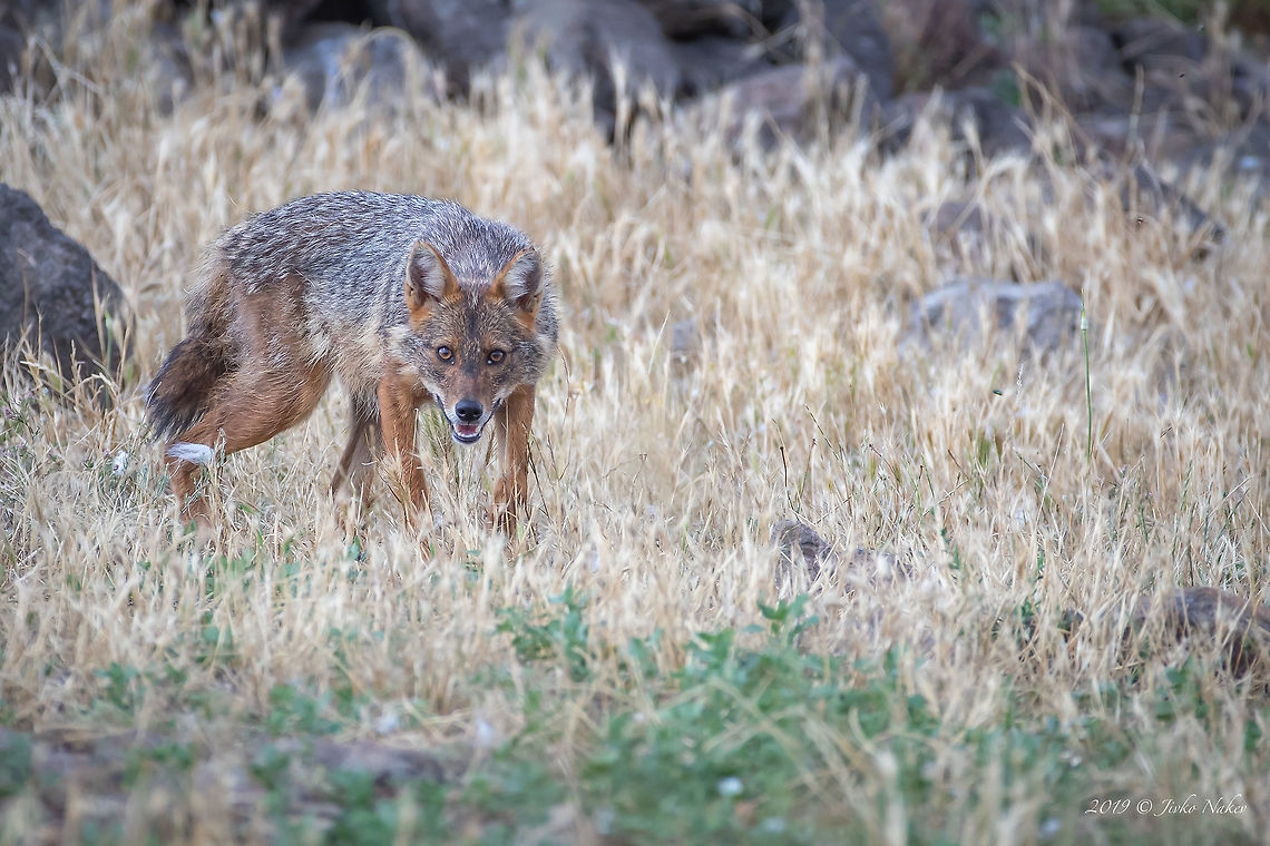 European jackal - Canis aureus moreoticus  Animal,Animalia,Bulgaria,Canidae,Canis aureus moreoticus,Carnivora,Caucasian jackal,Chordata,Europe,European jackal,Geotagged,Mammalia,Nature,Reed wolf,Rhodope mountains,Spring,Wildlife,mammals