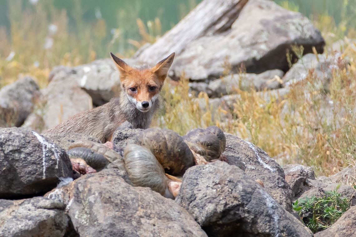 European red fox - Vulpes vulpes crucigera  Animal,Animalia,Bulgaria,Canidae,Carnivora,Chordata,Europe,European red fox,Geotagged,Mammalia,Nature,Red Fox,Rhodope mountains,Spring,Vulpes vulpes,Vulpes vulpes crucigera,Wildlife,mammals