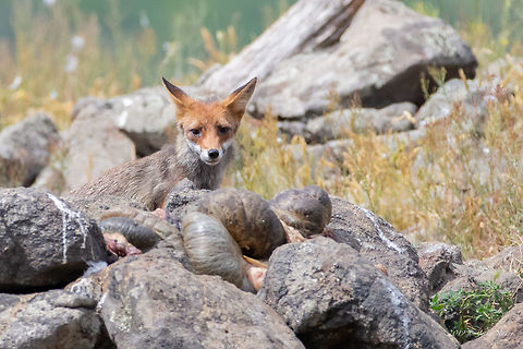 European red fox - Vulpes vulpes crucigera  Animal,Animalia,Bulgaria,Canidae,Carnivora,Chordata,Europe,European red fox,Geotagged,Mammalia,Nature,Red Fox,Rhodope mountains,Spring,Vulpes vulpes,Vulpes vulpes crucigera,Wildlife,mammals