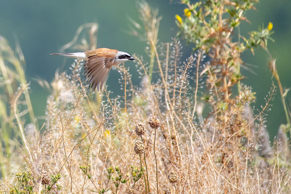 Red-backed shrike in flight - Lanius collurio  Animal,Animalia,Aves,Bird,Bulgaria,Chordata,Europe,Geotagged,Laniidae,Lanius collurio,Nature,Passeriformes,Passerine,Red-backed Shrike,Red-backed shrike,Rhodope mountains,Spring,Wildlife