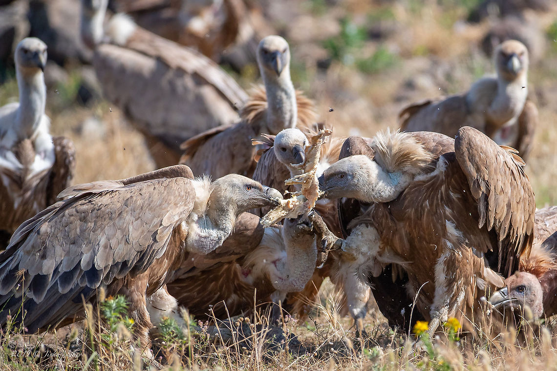 Griffon vultures - Gyps fulvus Captured in a battle to share the carcass. Accipitridae,Accipitriformes,Animal,Animalia,Aves,Bird,Bird of prey,Birding,Birdwatching,Bulgaria,Chordata,Europe,Geotagged,Griffon vulture,Gyps fulvus,Nature,Rhodope mountains,Spring,Wildlife