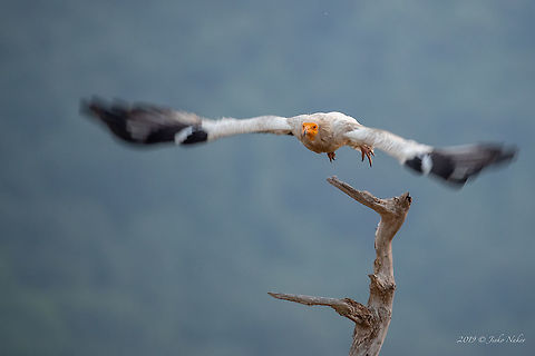 Egyptian vulture - Neophron percnopterus  Accipitridae,Accipitriformes,Animal,Animalia,Aves,Bird,Bird of prey,Bulgaria,Chordata,Egyptian Vulture,Egyptian vulture,Europe,Geotagged,Nature,Neophron percnopterus,Rhodope mountains,Spring,Wildlife