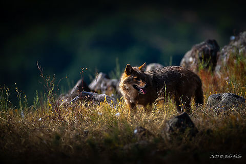 European jackal - Canis aureus moreoticus  Animal,Animalia,Bulgaria,Canidae,Canis aureus moreoticus,Carnivora,Caucasian jackal,Chordata,Europe,European jackal,Geotagged,Mammalia,Nature,Reed wolf,Rhodope mountains,Spring,Wildlife,mammals