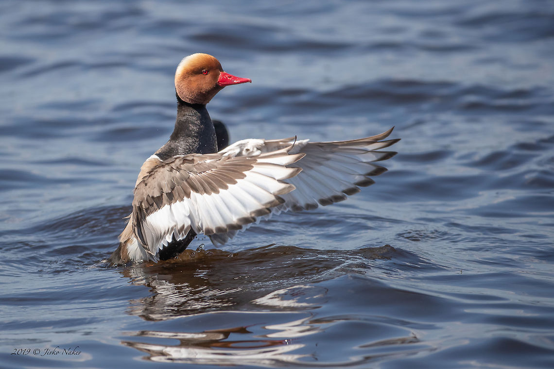 Red-crested pochard - Netta rufina Chiemsee, Germany Anatidae,Animal,Animalia,Anseriformes,Aves,Bird,Chiemsee,Chordata,Europe,Geotagged,Germany,Nature,Netta rufina,Red-crested pochard,Spring,Wildlife