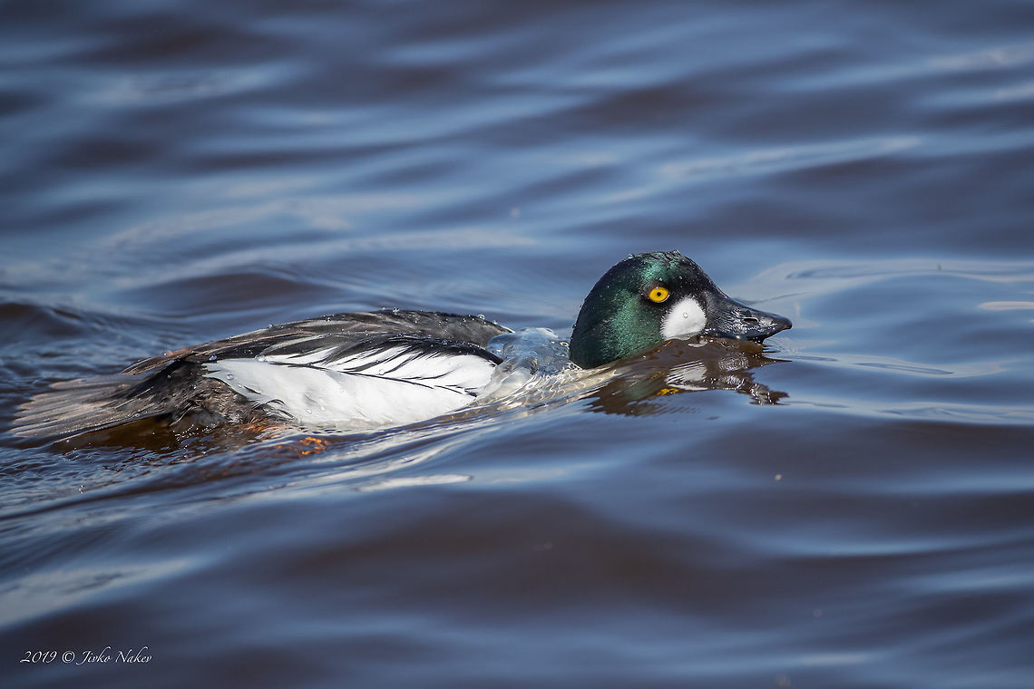 Common goldeneye - Bucephala clangula Chiemsee, Germany Anatidae,Animal,Animalia,Anseriformes,Aves,Bird,Bucephala clangula,Chiemsee,Chordata,Common goldeneye,Europe,Geotagged,Germany,Nature,Spring,Wildlife