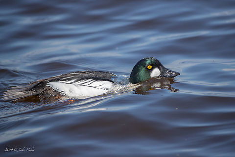 Common goldeneye - Bucephala clangula Chiemsee, Germany Anatidae,Animal,Animalia,Anseriformes,Aves,Bird,Bucephala clangula,Chiemsee,Chordata,Common goldeneye,Europe,Geotagged,Germany,Nature,Spring,Wildlife