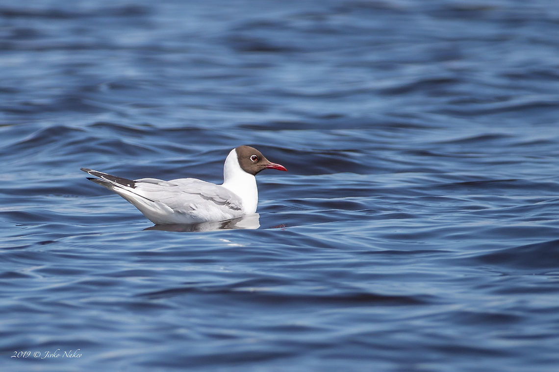 Black-headed gull - Chroicocephalus ridibundus Chiemsee, Germany Animal,Animalia,Aves,Bird,Black-headed Gull,Black-headed gull,Charadriiformes,Chiemsee,Chordata,Chroicocephalus ridibundus,Europe,Geotagged,Germany,Laridae,Larus ridibundus,Nature,Spring,Wildlife