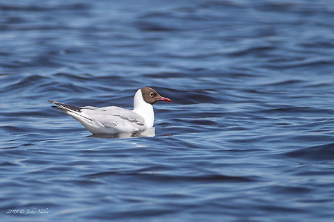 Black-headed gull - Chroicocephalus ridibundus Chiemsee, Germany Animal,Animalia,Aves,Bird,Black-headed Gull,Black-headed gull,Charadriiformes,Chiemsee,Chordata,Chroicocephalus ridibundus,Europe,Geotagged,Germany,Laridae,Larus ridibundus,Nature,Spring,Wildlife