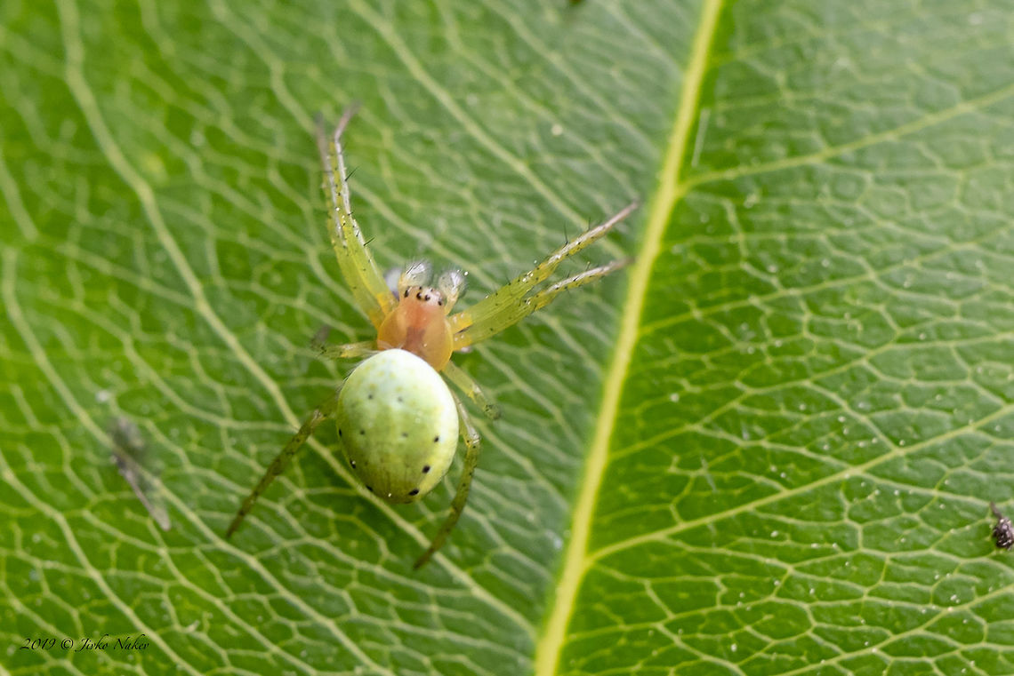 Cucumber green spider - Araniella cucurbitina Spotted in Brandenburg, North of Berlin, Germany Animal,Animalia,Arachnida,Araneae,Araneidae,Araniella cucurbitina,Arthropoda,Brandenburg,Cucumber green spider,Europe,Geotagged,Germany,Nature,Orb-weaver,Spring,Wildlife