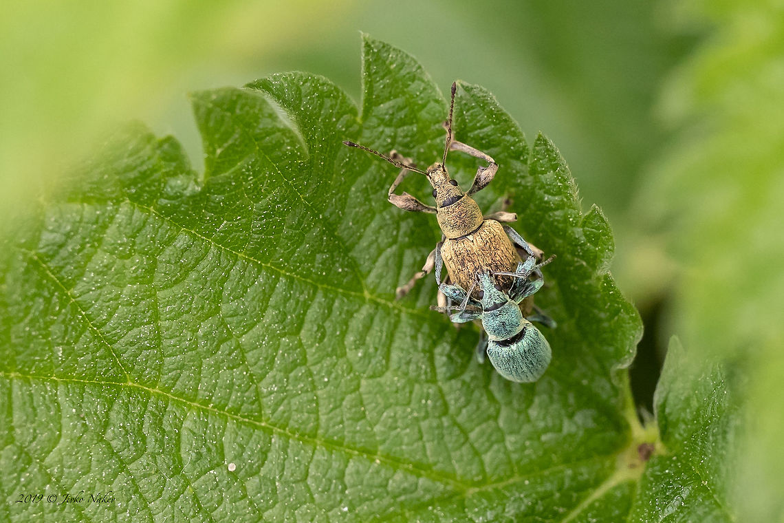 Nettle weevil - Phyllobius argentatus Spotted in Brandenburg, North of Berlin, Germany, on a common nettle - Urtica dioica Animal,Animalia,Arthropoda,Coleoptera,Curculionidae,Geotagged,Germany,Insect,Insecta,Nature,Nettle weevil,Phyllobius argentatus,Short-nosed weevil,Silver-green Leaf Weevil,Spring,Wildlife
