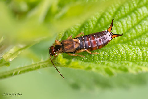 European earwig - Forficula auricularia  Animal,Animalia,Arthropoda,Brandenburg,Common earwig,Dermaptera,Earwigs,Europe,European Earwig,European earwig,Forficula auricularia,Forticula auricularia,Forticulidae,Geotagged,Germany,Insect,Insecta,Nature,Spring,Wildlife