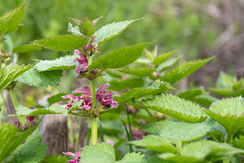 Purple dead-nettle - Lamium purpureum  Eudicot,Europe,Flowering Plant,Geotagged,Lamiaceae,Lamiales,Lamium purpureum,Lower Carniola,Magnoliophyta,Nature,Plantae,Purple dead-nettle,Red Deadnettle,Slovenia,Spring,Wildlife
